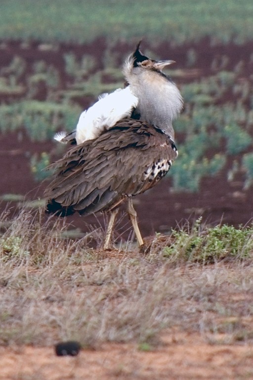Kenia (429).jpg